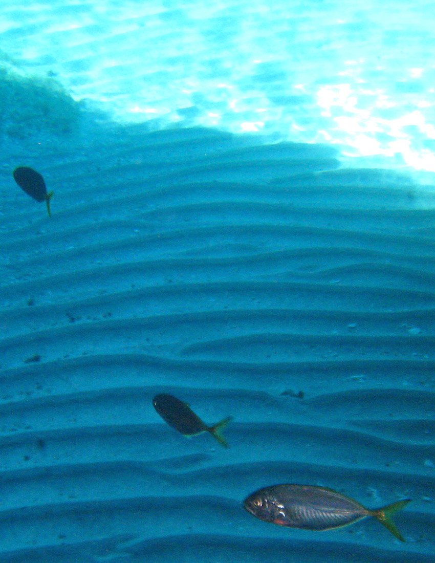 Pesce con la coda gialla (juvenile Caranx crysos)